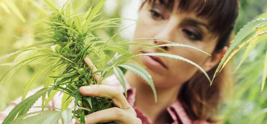 The Top 9 Cannabis Myths