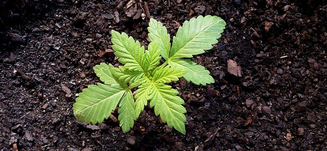 DEA Actively Searching for Cannabis Researchers, but Having Trouble