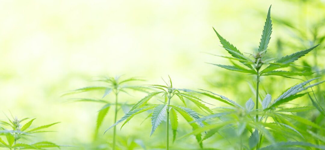 Industrial Hemp Now Growing in New York