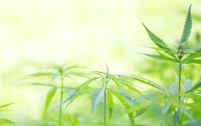 Industrial Hemp Now Growing in New York