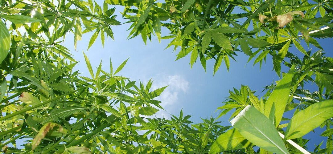 Nevada Expands Its Hemp Program to Allow Commercial Production