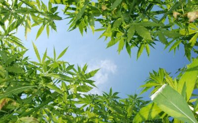 Nevada Expands Its Hemp Program to Allow Commercial Production