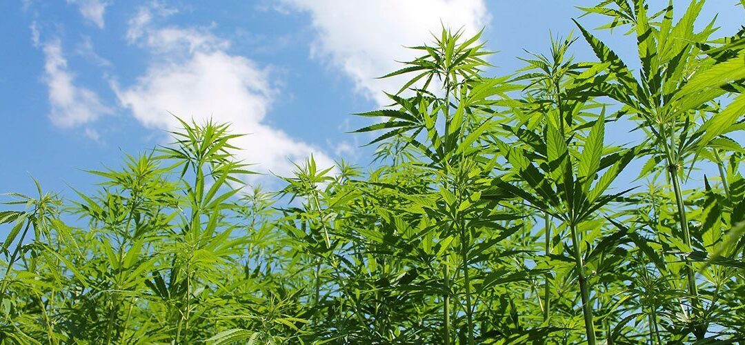Virginia Harvests Hemp for First Time Since 1930s