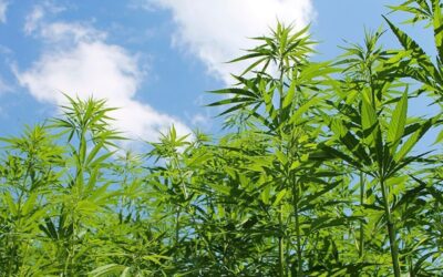 U.S. Retail Market for Hemp Grew to $688 Million in 2016