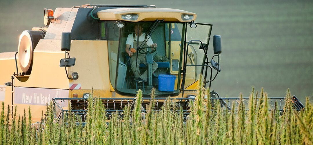 Kentucky Will Grow over 12,000 Acres of Hemp This Year, up from 33 Acres in 2015