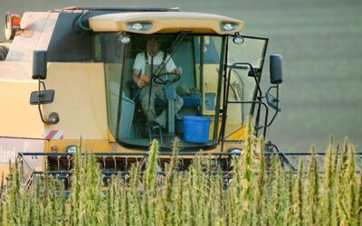 Kentucky Will Grow over 12,000 Acres of Hemp This Year, up from 33 Acres in 2015