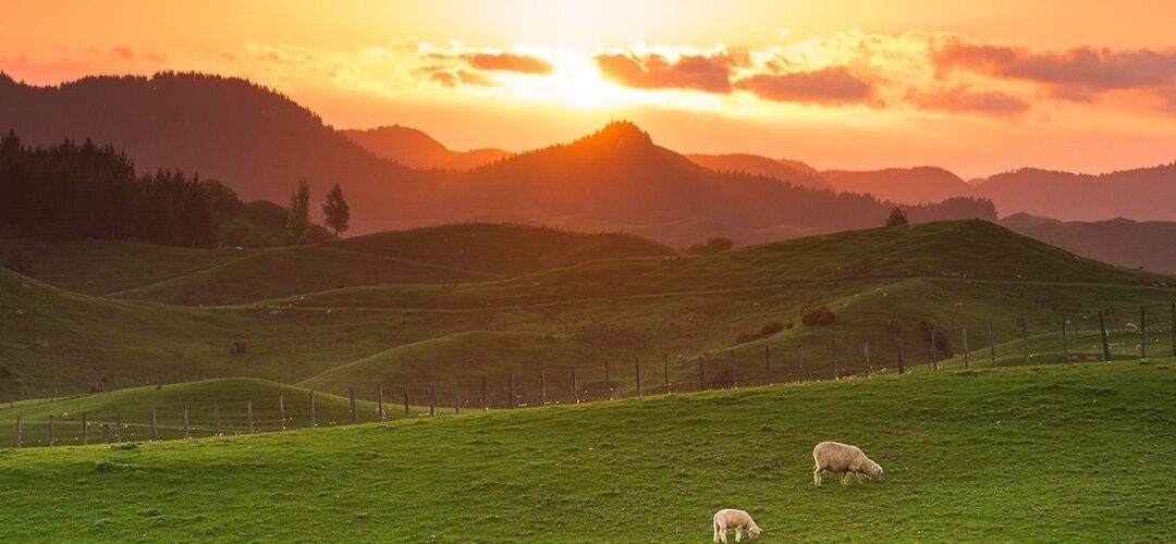 Access to Medical Marijuana Just Got Easier for New Zealanders