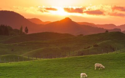 Access to Medical Marijuana Just Got Easier for New Zealanders