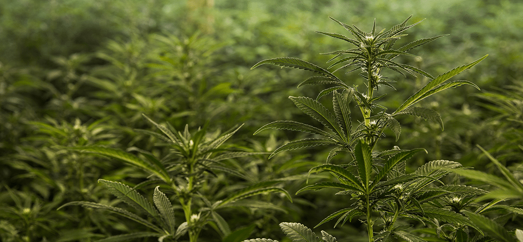 Healing With Hemp: Health For You, Health For The Planet