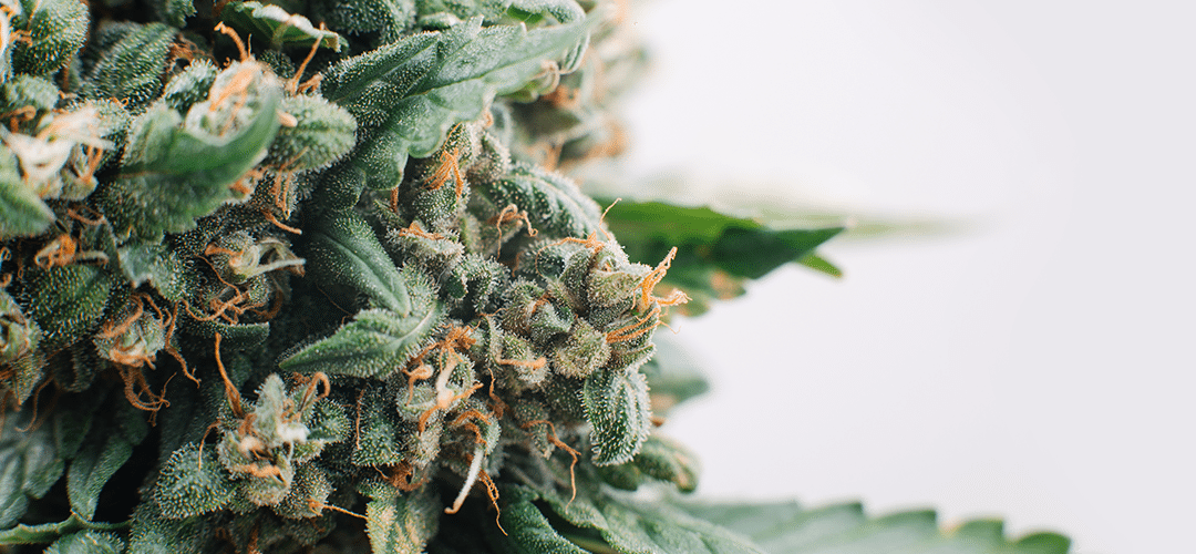 New DEA Guide Confirms: Nobody Has Ever Died of Cannabis Overdose