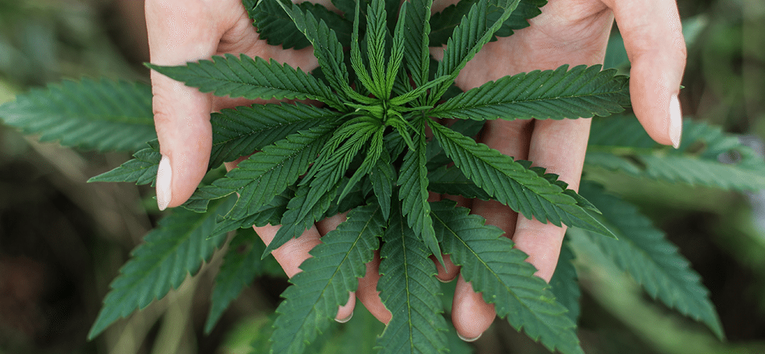 Republican CA Congressman Introduces ‘Respect State Marijuana Laws Act’