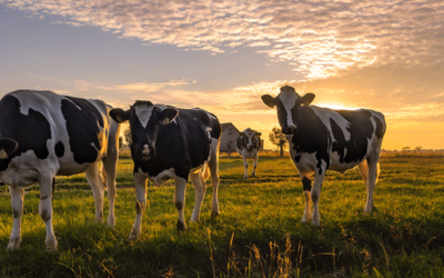 Colorado’s Livestock Could Soon Be Eating Hemp