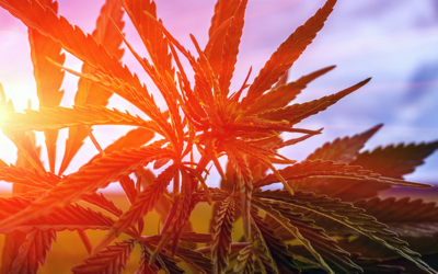 New Report: Cultivating Cannabis in CA Won’t Adversely Affect Environment, Provided Growers Follow Rules