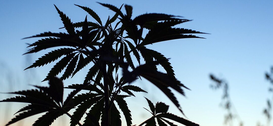 Virginia Universities Study Uses for Hemp