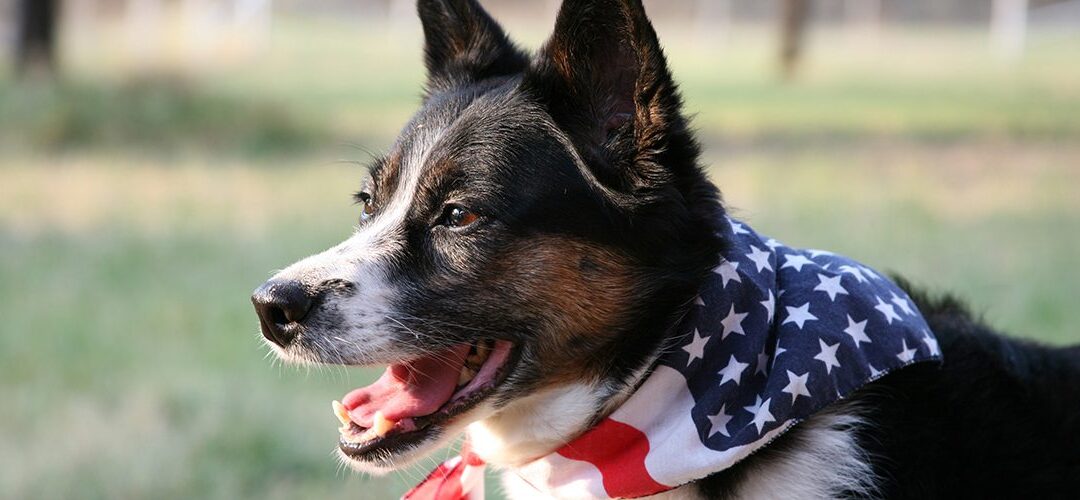 Report: Some Pet Owners Using CBD to Help Dogs Get Through 4th of July