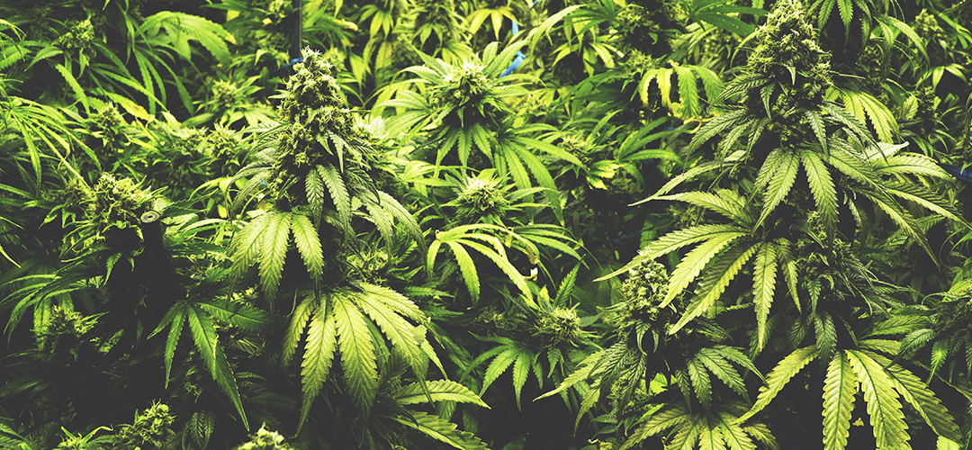 Demand for Marijuana Likely to Soon Exceed Supply in Canada