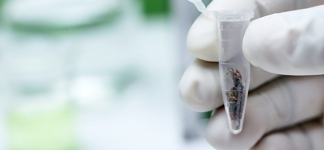 DEA Intends to Reduce the Cannabis it Allocates for Research