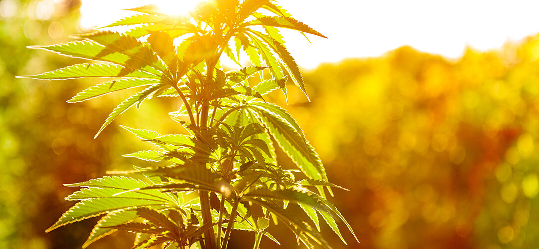 Maryland Approves Eight New Cannabis Cultivators for Its Growing Medical Marijuana Program