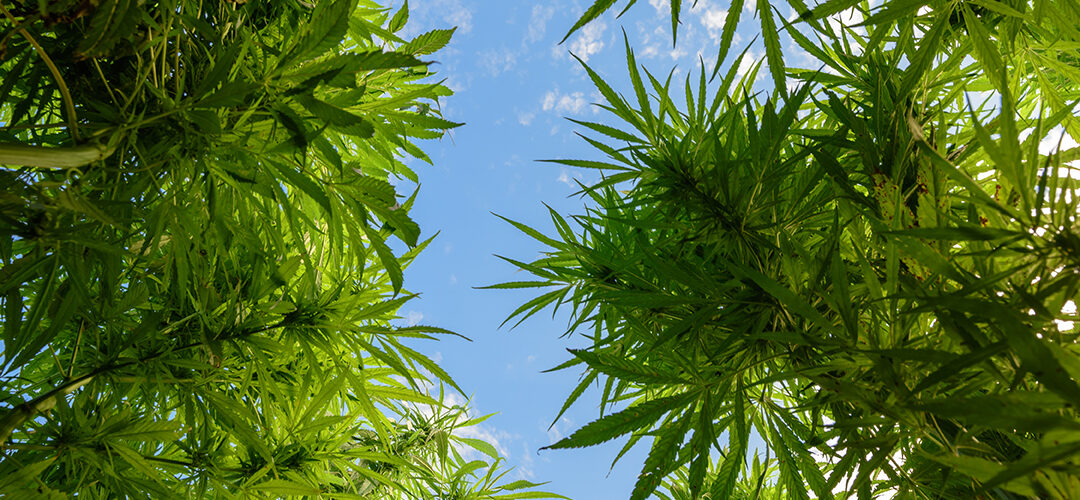 Researchers at University of Nebraska-Lincoln Learning Best Practices for Growing Hemp