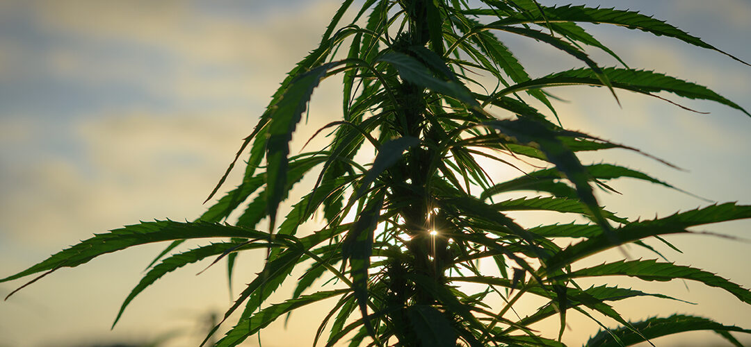 Kentucky Lawmakers Playing Big Role in Effort to Legalize Hemp