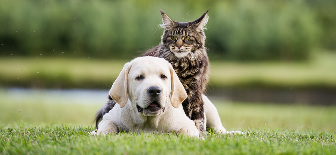 Leading Veterinary Organization Wants Cannabis Rescheduled