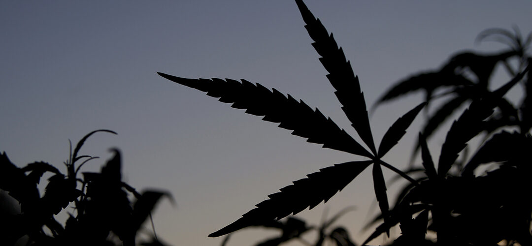 Growing Demand for Cannabis Prompts Canada to License 20% More Cultivators