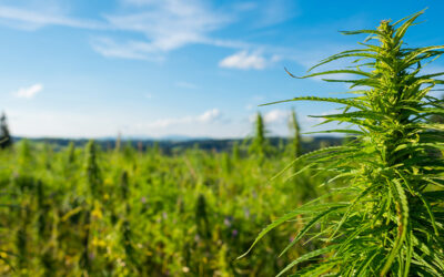 Spotlight on Vermont’s Hemp Industry