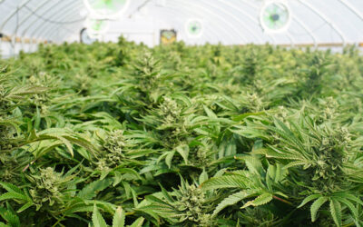 San Diego the First CA City to Finalize Marijuana Cultivation and Manufacturing Legalization