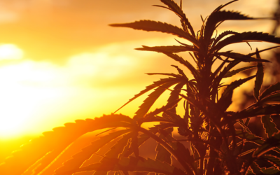 Hemp Production One Step Closer in Historically Conservative South Carolina