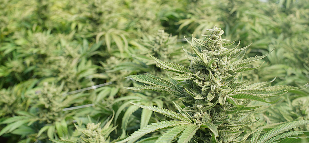 Wisconsin Closer to Producing Industrial Hemp