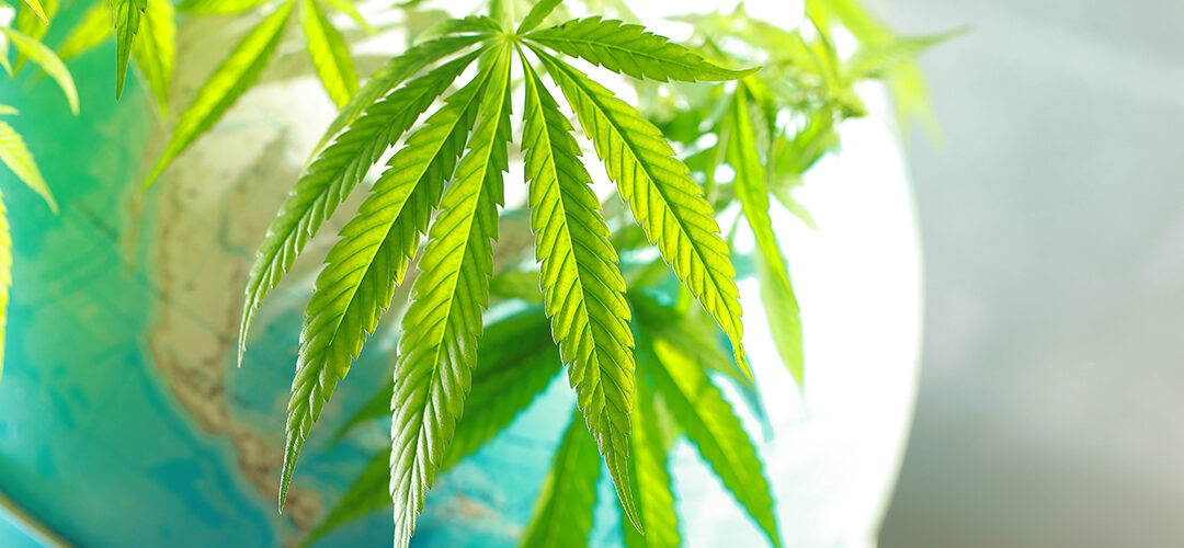 A Brief History of Cannabis Legalization throughout the U.S. and the Around the World