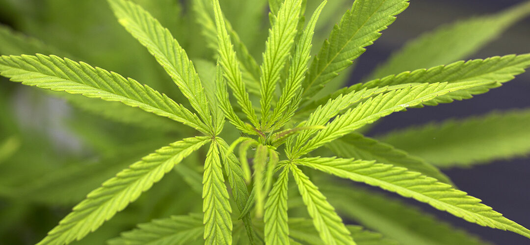 Cannabis Has Surged to $9 Billion U.S. Industry, Despite Being Illegal Federally