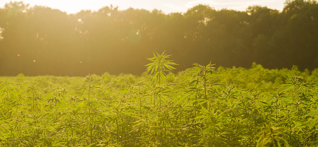 Bill to Legalize Hemp in Alaska Just Needs Governor’s Signature