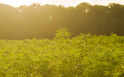 Bill to Legalize Hemp in Alaska Just Needs Governor’s Signature