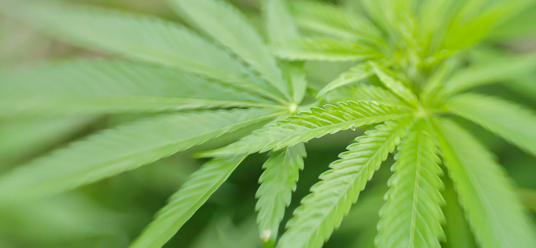 New Jersey Governor Reiterates Commitment to Legalizing Marijuana This Year