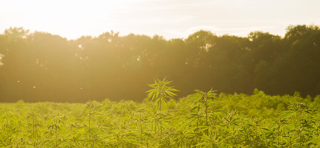 Hemp Program in New York to Grow 75% This Year