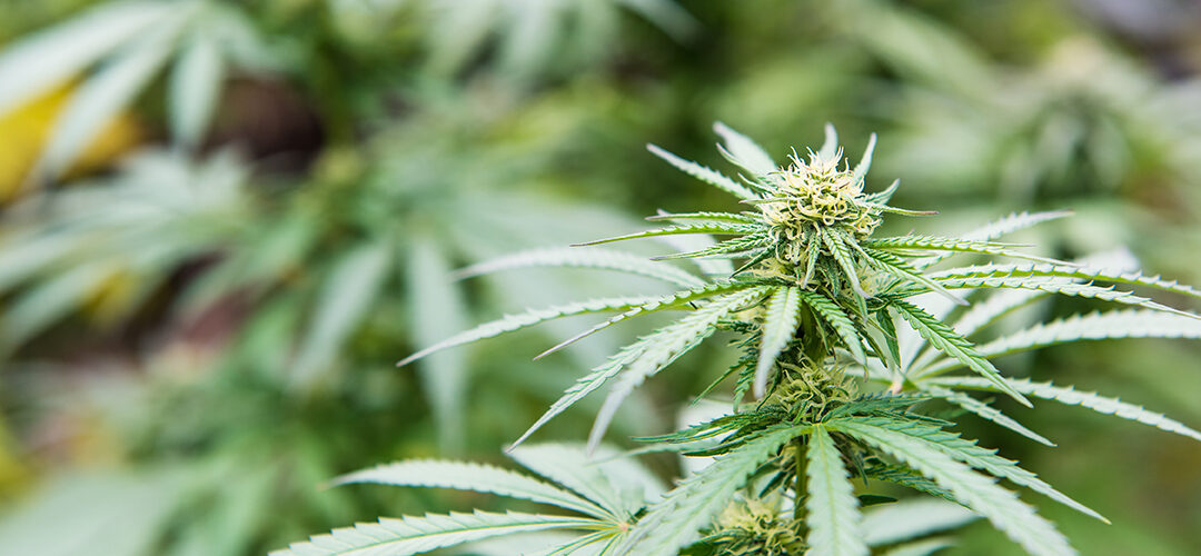 States with Legal Marijuana Seek Meeting with Jeff Sessions