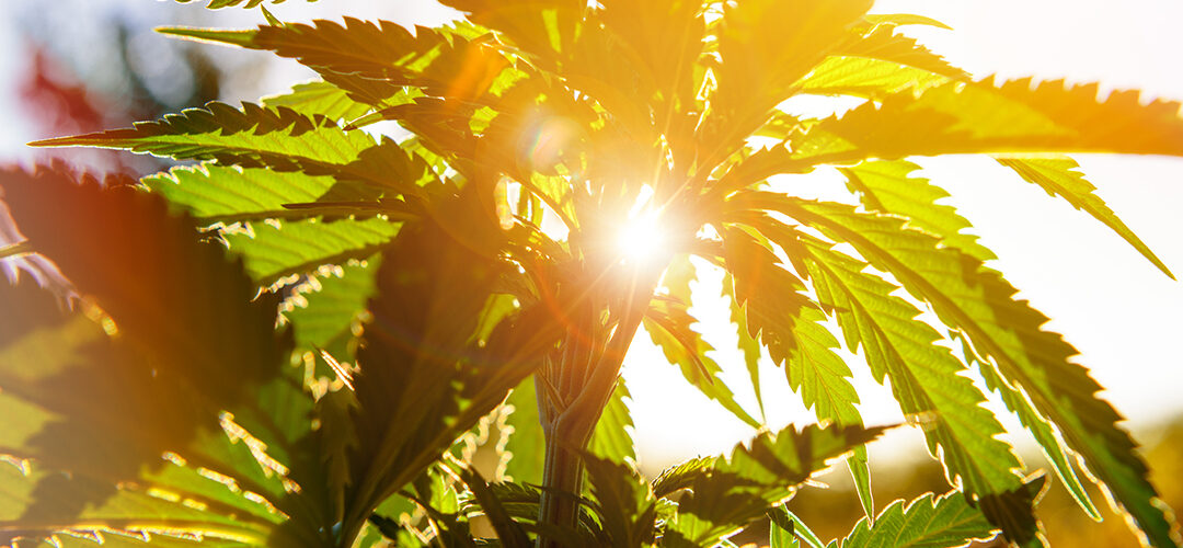 Sen. Mitch McConnell Introduces His Bill to Legalize Hemp