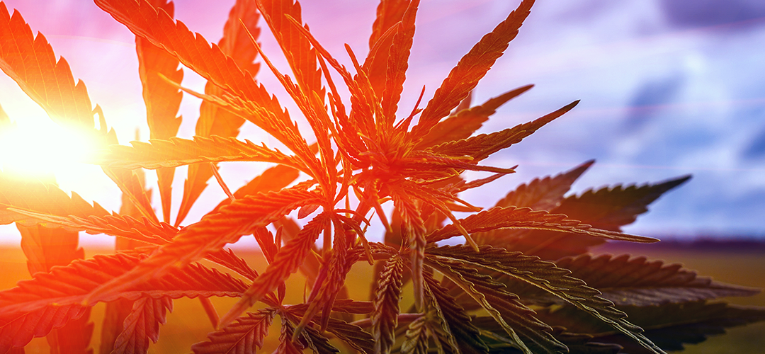 U.S. Sees Dramatic Increase in Hemp Production Amid Push for Legalization