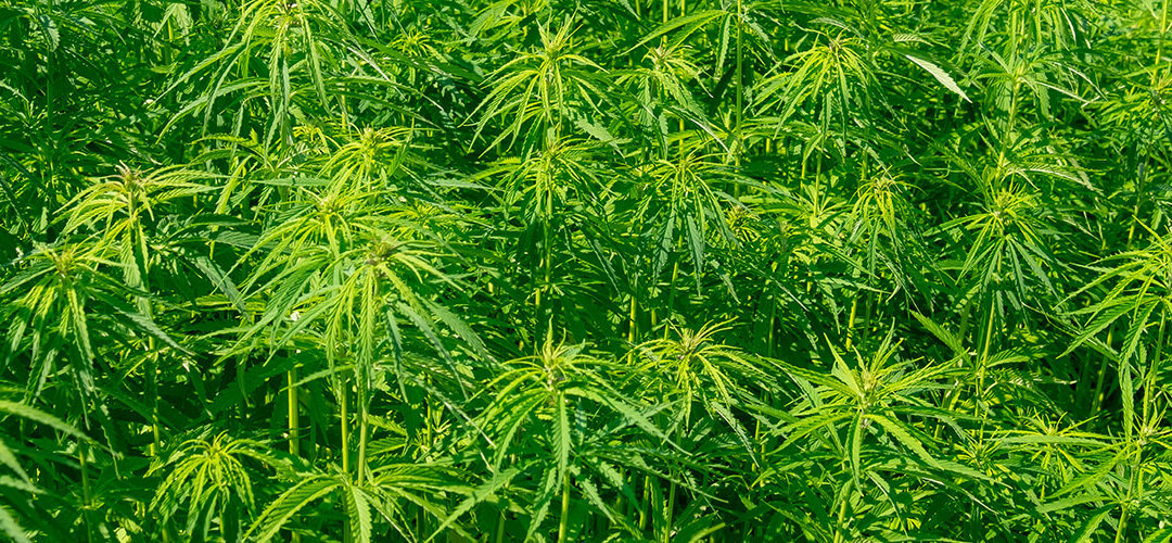 Oklahoma and Kansas Governors Sign Industrial Hemp Bills Into Law