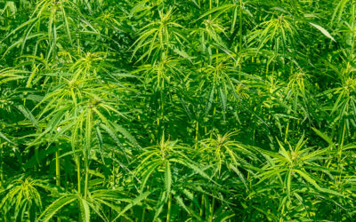 Oklahoma and Kansas Governors Sign Industrial Hemp Bills Into Law