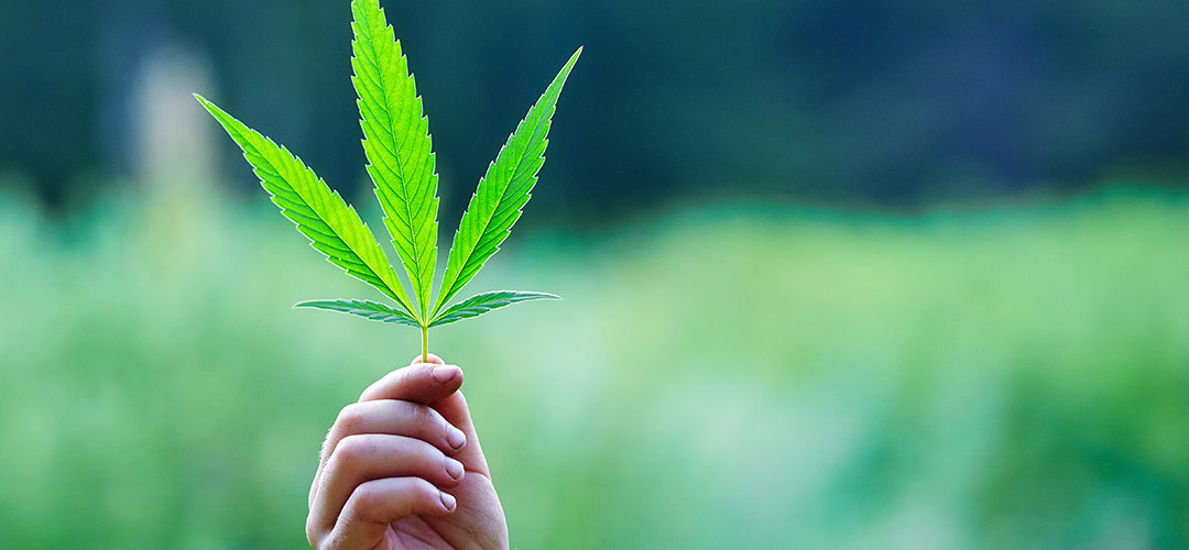 U.S. Cannabis Will Be a $25 Billion Industry by 2025