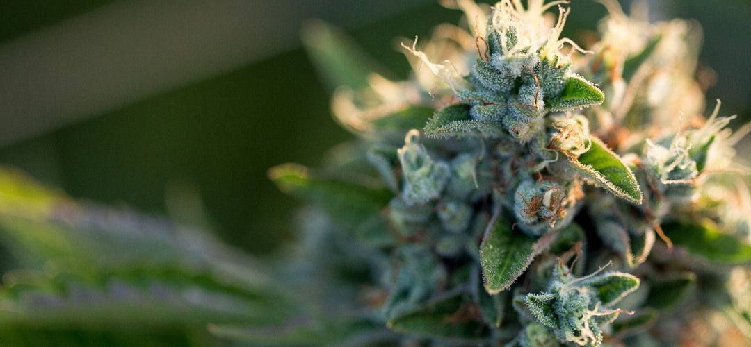 Rep. Earl Blumenauer Believes Marijuana Will Be Descheduled Within Five Years