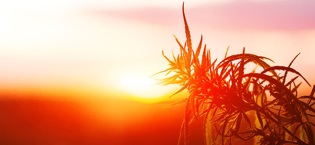 Arizona Becomes Latest State to Legalize Hemp Farming