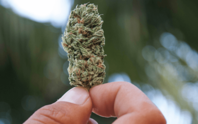 Using Marijuana “Morally Acceptable,” Say Two-Thirds of Americans