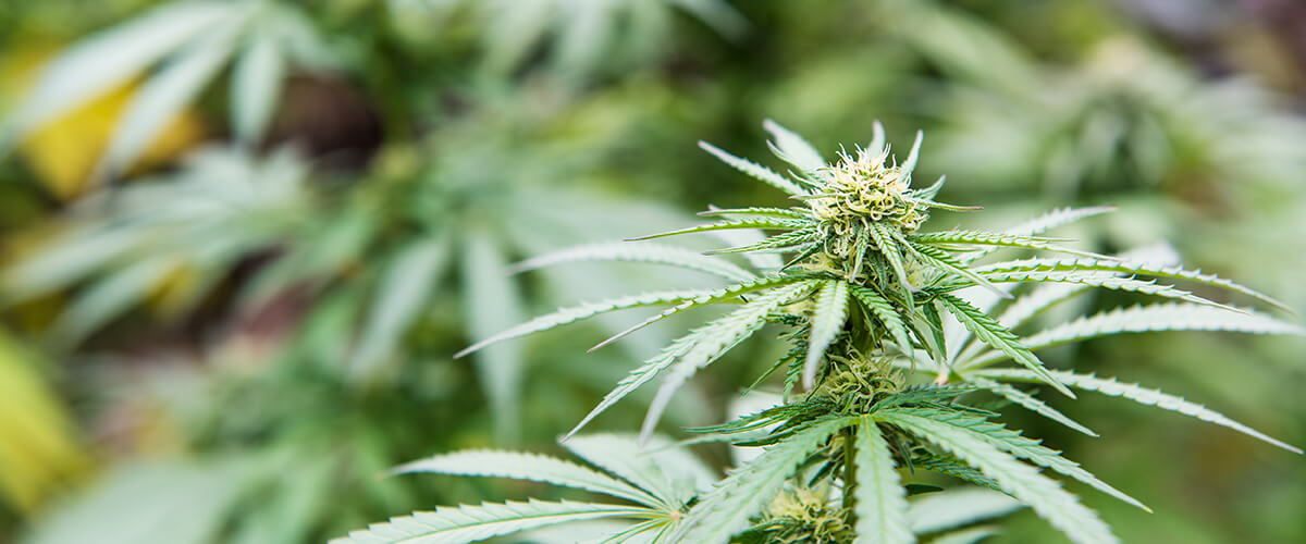 marijuana status in canada