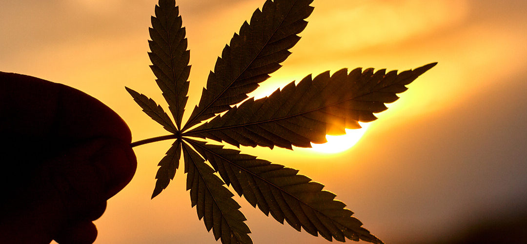 Marijuana Not a Gateway to Dangerous Drugs, Study Finds