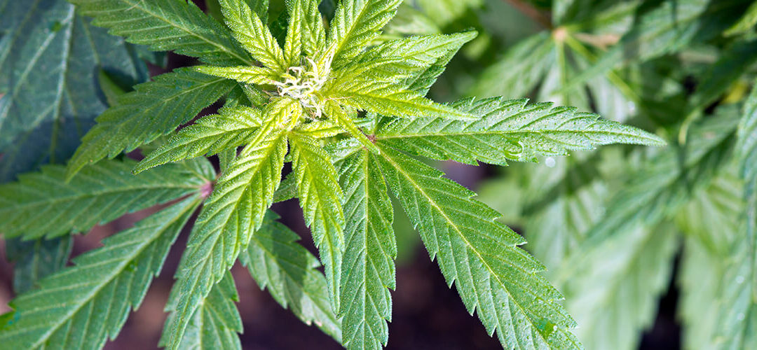 Ohio Congressman: Marijuana Should Be “Legal in All 50 States”
