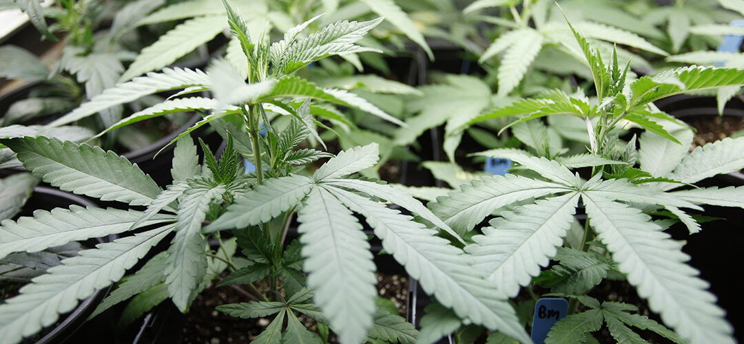 Recreational Marijuana is Now Legal in Vermont
