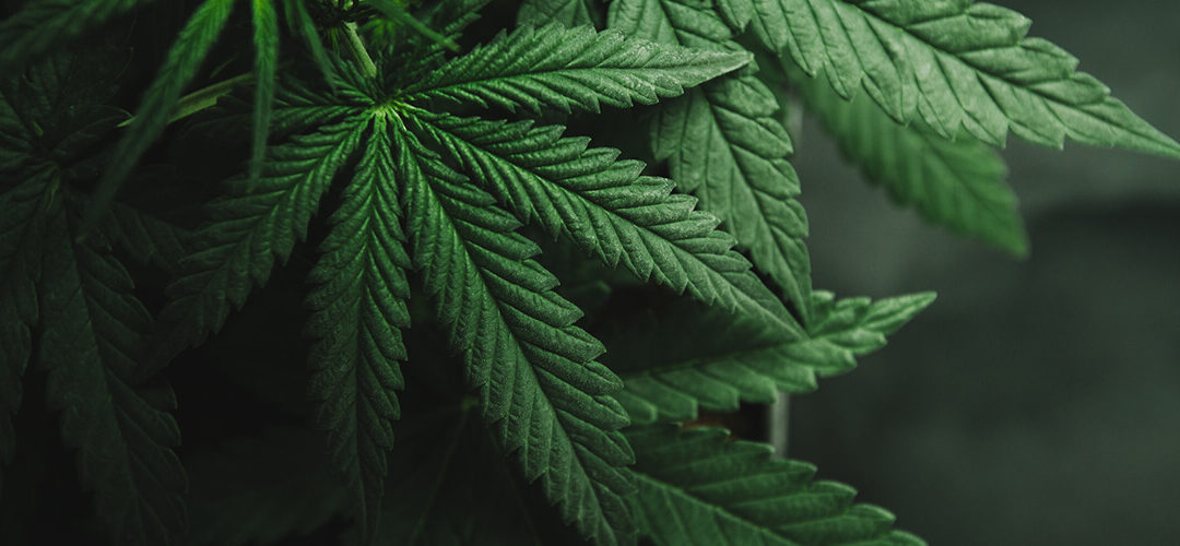 Cannabis Has Medicinal Benefits, UK Review Finds